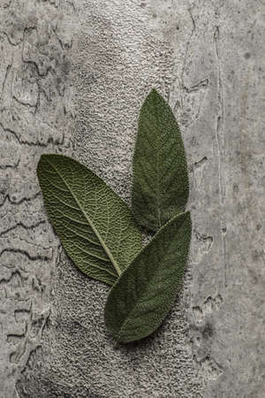 sage leaves on a gray background. high quality photoの写真素材