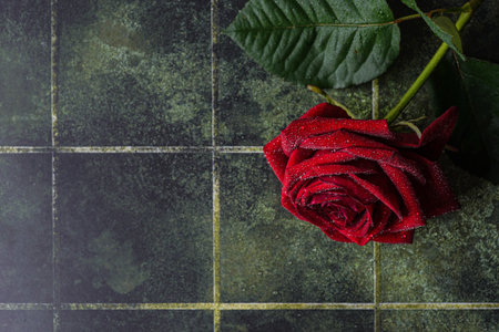 burgundy rose on a green background with droplets. modern trendy background made of green tilesの写真素材