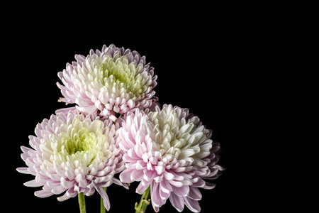 chrysanthemum on a black background with droplets and splashesの写真素材