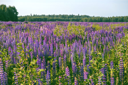 purple lupines in the field. high quality photoの写真素材