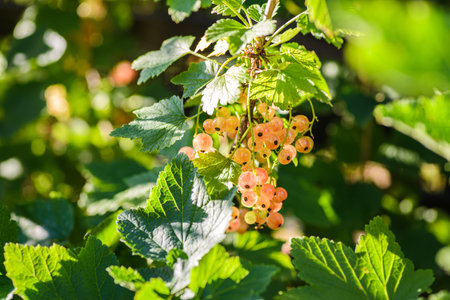 yellow currant on the bush. high quality photoの写真素材