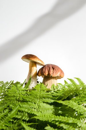 porcini mushrooms on a white background. high quality photoの写真素材