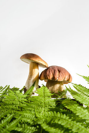 porcini mushrooms on a white background. high quality photoの写真素材