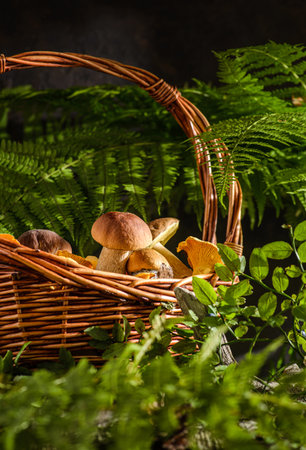 basket with wild mushrooms in a forest. porcini mushrooms and chanterellesの写真素材
