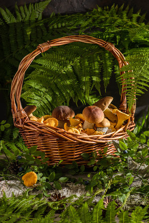 basket with wild mushrooms in a forestの写真素材