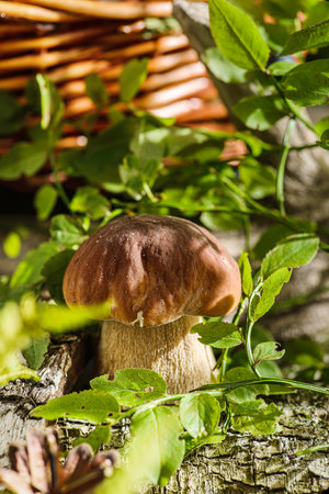 boletus in the forest magic lightの写真素材