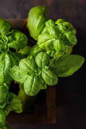 green basil in a wooden box. high quality photoの写真素材