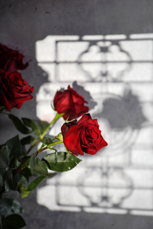 roses on a gray background with a gobo light effect. Black background, shadowsの写真素材