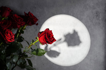 roses on a gray background with a gobo light effect. Black background, shadowsの写真素材
