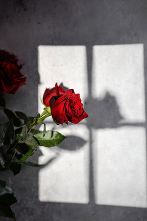 roses on a gray background with a gobo light effect. Black background, shadowsの写真素材