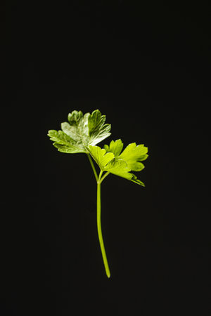 leaf of parsley on a black background. High quality photoの写真素材