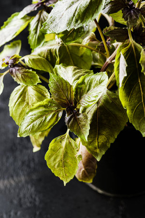 basil in a pot, fresh green basil leaves. High quality photoの写真素材