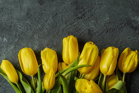yellow tulips on a dark background. High quality photoの写真素材