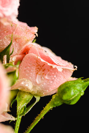 bush roses are pink with drops on a dark background. High quality photoの写真素材