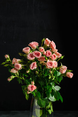 bush roses are pink with drops on a dark background. High quality photoの写真素材