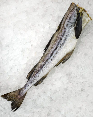 raw sea bass on ice. High quality photo