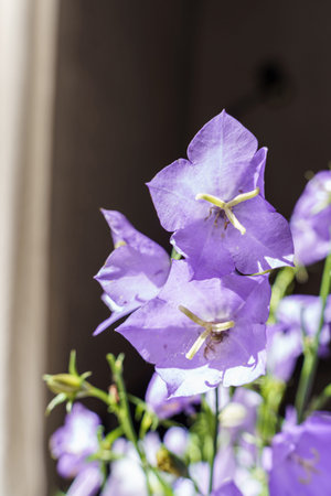 bluebell flowers in a vase. High quality photo