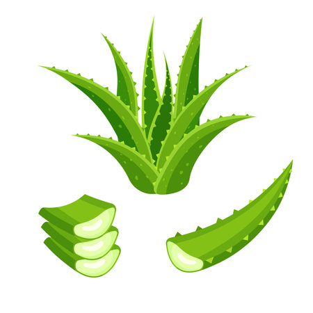 Set of aloe vera isolated on white background. Green plant, leaves and cut pieces. Vector illustration in a flat trendy style.のイラスト素材