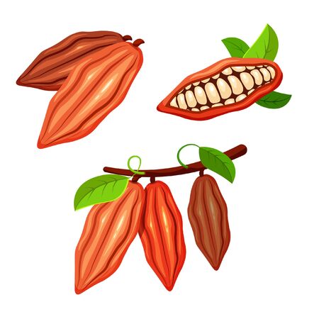 Set of cocoa beans in a trendy cartoon style. Chocolate tree fruit. Cacao plant. Vector food concept for your design.のイラスト素材