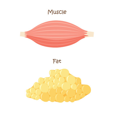 Muscle and fat tissue icon. Muscles mass gain, weight loss, diet. Vector illustration in trendy flat style isolated on white background.のイラスト素材