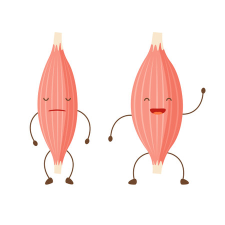 Healthy happy muscle and weak sad muscle. Strong and pain muscle characters. Loss tissue. Vector illustration in trendy flat style isolated on white background.のイラスト素材