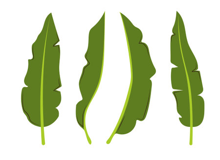 Tropical exotic leaves set. Banana leaf in different sides. Vector hand drawn illustration in a trendy style isolated on white background.のイラスト素材