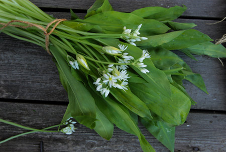 wild leek