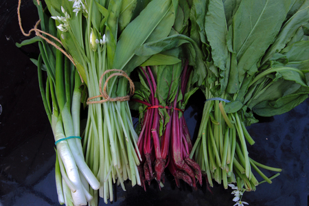 herbsの写真素材