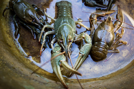 live lobster