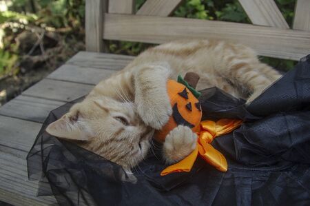 halloween decorations and ginger catの写真素材