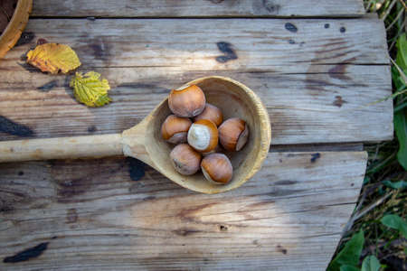 hazelnuts in a wooden spoon and bowlの写真素材