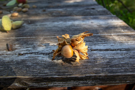 fresh hazelnuts on wooden background
