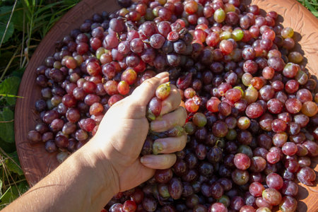 homemade grape wine making processの写真素材