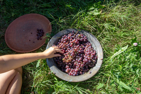 homemade grape wine making processの写真素材