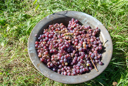 homemade grape wine making processの写真素材