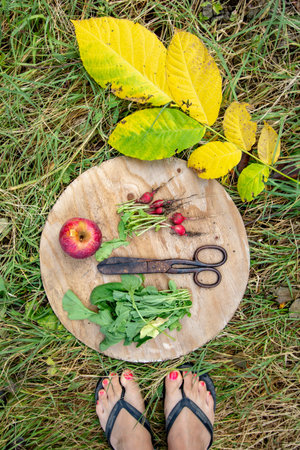 bunch of fresh organic radishes from the garden