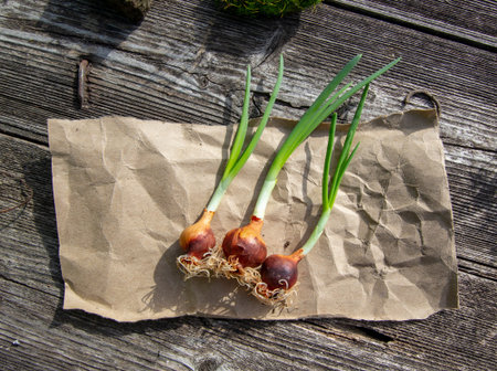 small onions with sprouts for planting