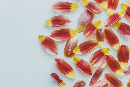 Beautiful orange and yellow tulips on light gray wall. Flower background. Warm colors. copy space. petalsの写真素材