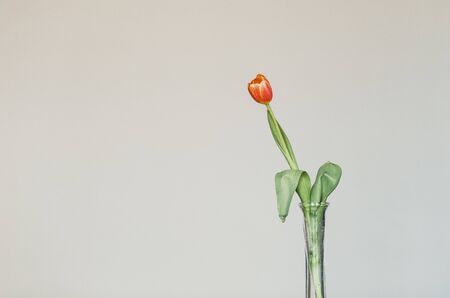Beautiful orange and yellow tulips on light gray wall. Flower background. Warm colors. copy spaceの写真素材