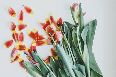 Beautiful orange and yellow tulips on light gray wall. Flower background. Warm colors. copy space. petalsの写真素材