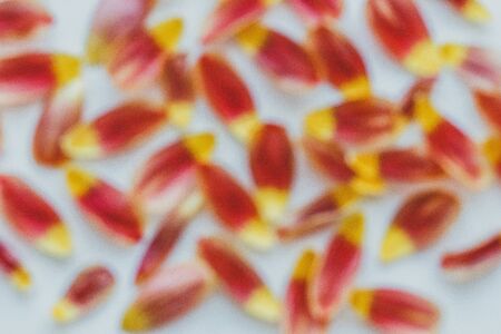 Beautiful orange and yellow tulips on light gray wall. Flower background. Warm colors. copy space. petalsの写真素材