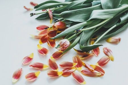 Beautiful orange and yellow tulips on light gray wall. Flower background. Warm colors. copy space. petalsの写真素材