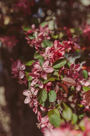 blooming branch with pink flowers. beautiful spring tree pink greenの写真素材