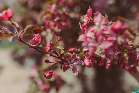 blooming branch with pink flowers. beautiful spring tree pink greenの写真素材