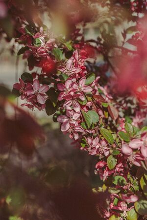 blooming branch with pink flowers. beautiful spring tree pink greenの写真素材