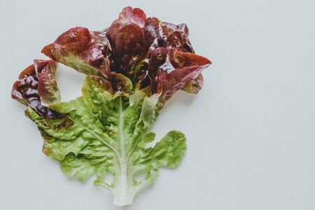 a fresh green organic lettuce leaf lies on a white background. the concept of healthy eating. the view from the topの写真素材