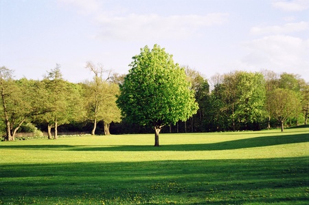 Green tree on sunset in Denmark south Scandinaviaの写真素材