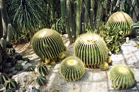 Big round cactus in botanical gardenの写真素材