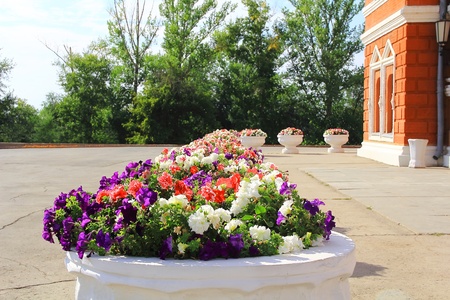 Town scenery with varicoloured flowers in sunny dayの写真素材