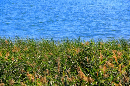 Image of summer scenery with bulrush and lakeの写真素材